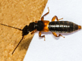 Achenium depressum